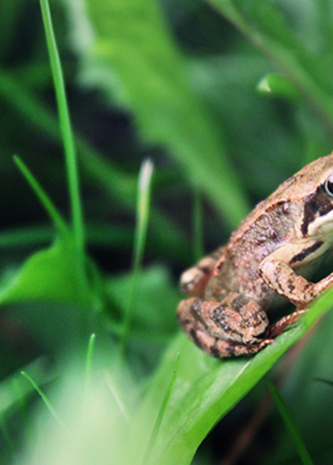 الضفدع برنس