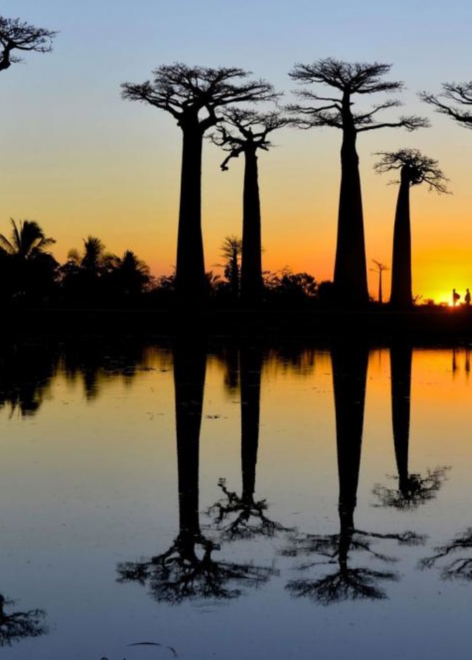 Avenue Of Baobabs