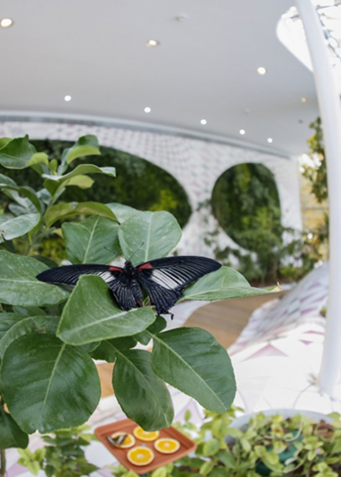 احتفلوا بيوم اكتشاف عالم الفراشات في جزيرة النور بالشارقة