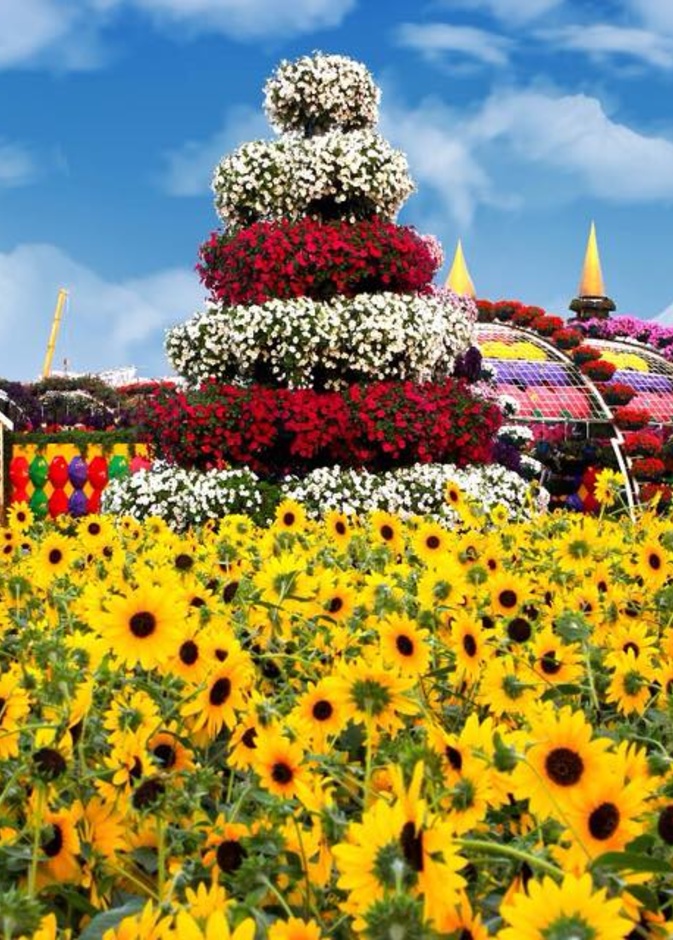 موسم جديد لدبي ميراكل جرادن .. أكبر حديقة للزهور في العالم