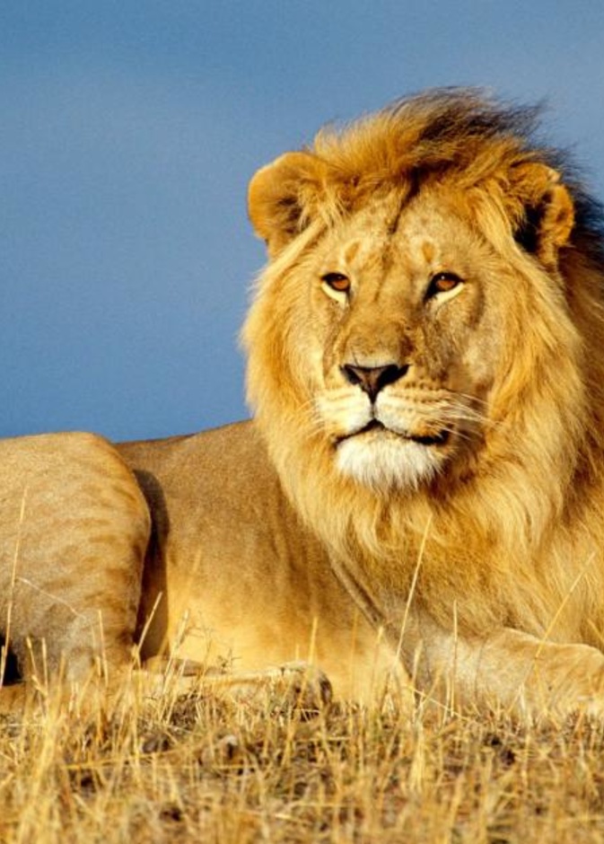  أسد يهاجم طفلة حاولت تقبيله