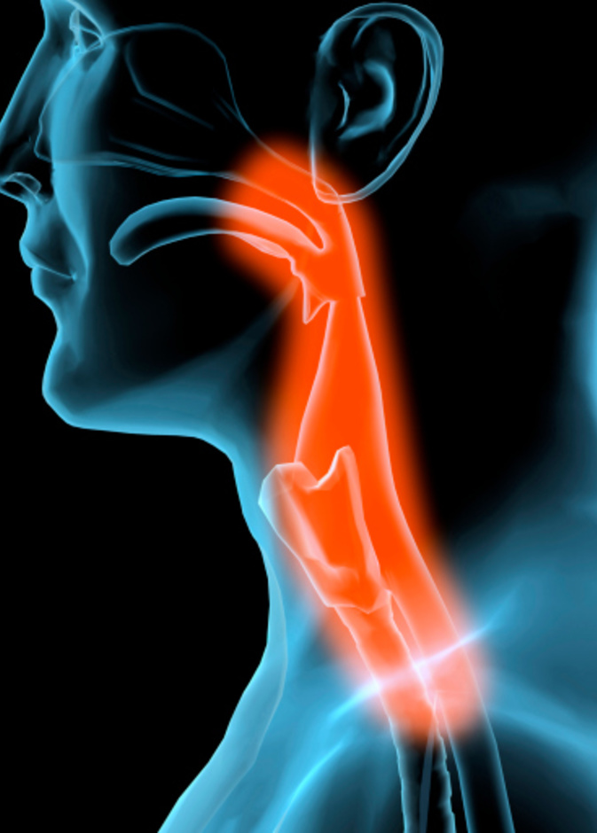 وهب الصوت... إضافة جديدة إلى وهب الأعضاء