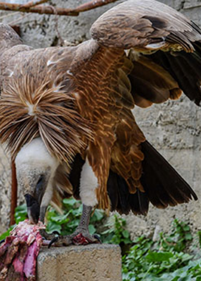 من الطيور الجارحة التي يربيها صالح 