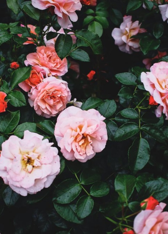 الصورة بواسطة Lena Vokova