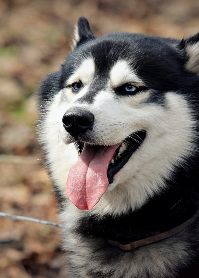 كلب يشوه وجه طفل