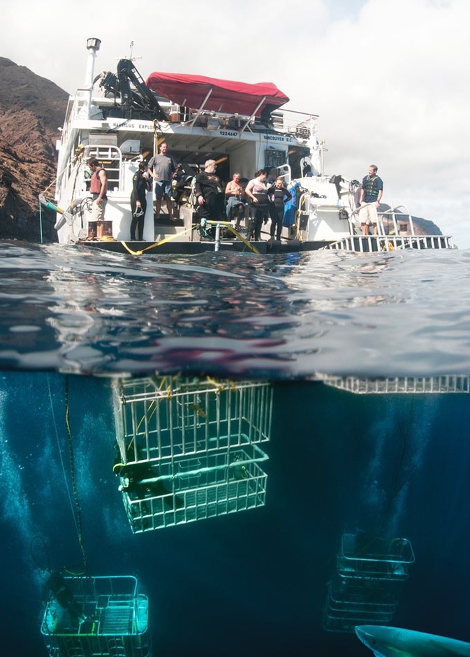  جزيرة جوادالوب في المكسيك