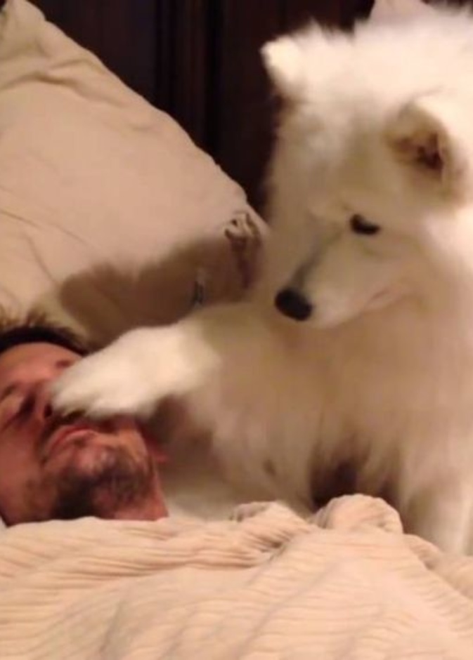 كلب يحاول ايقاظ صاحبه