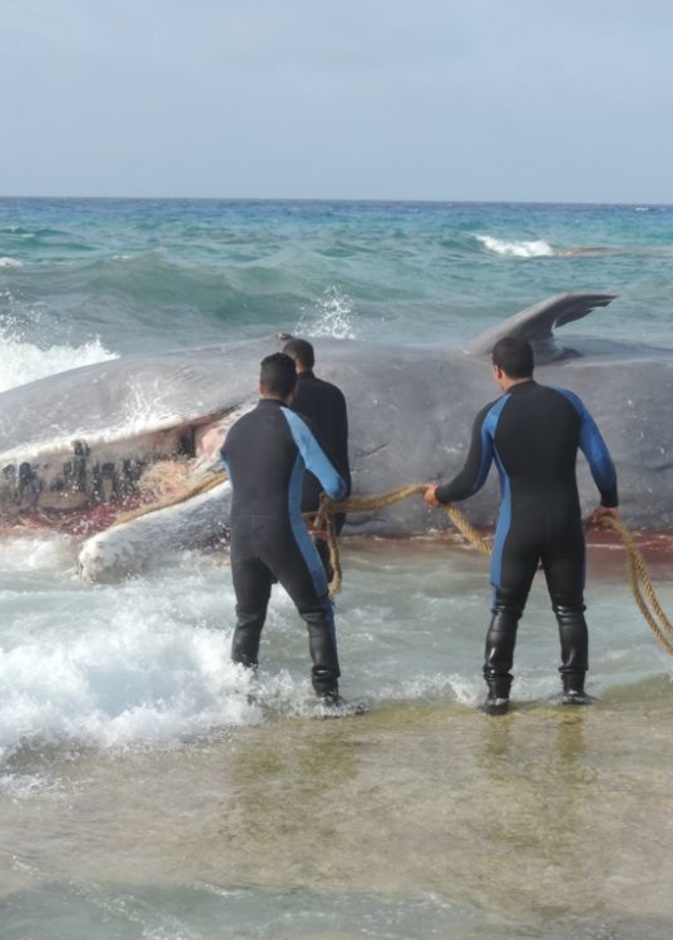 اكثر من فيديو للحوت وهو على الشاطئ في مرسى مطروح