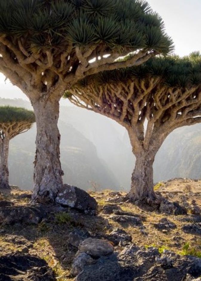 سقطرى، اليمن