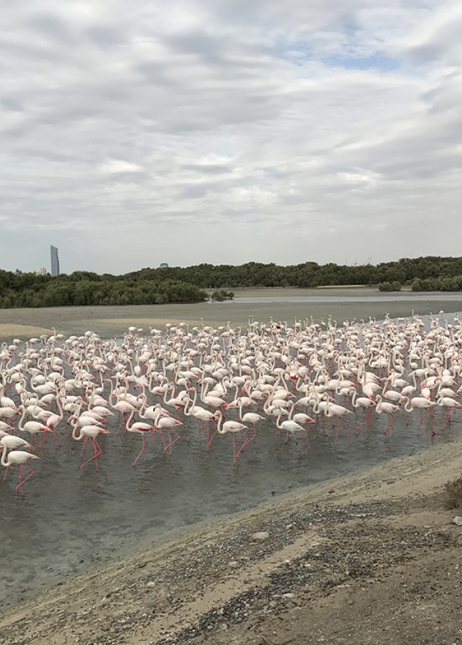 طائر الفلامنغو يزهو في محمية رأس الخور في دبي