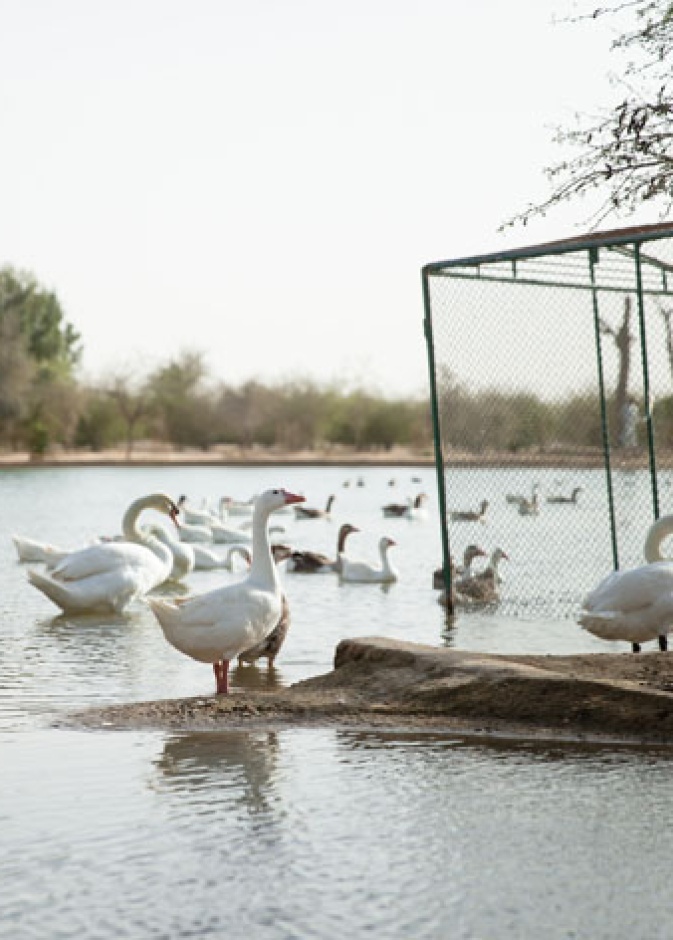بحيرات القدرة .. واحات تستريح فيها الطيور في وسط صحراء دبي