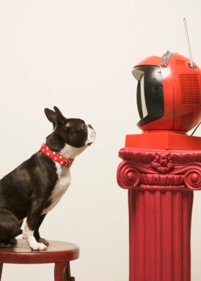 قناة تلفزيونية موجهة لكلبك فقط