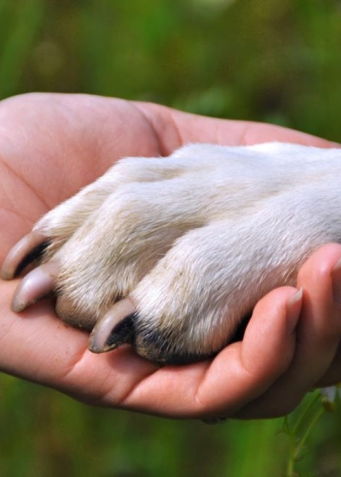 رجل يخاطر بحياته لانقاذ كلبة