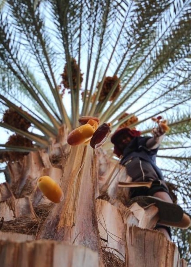 الهيئة الملكية لمحافظة العلا تعلن أسماء الـ5 فائزين في المسابقة "صور العلا"