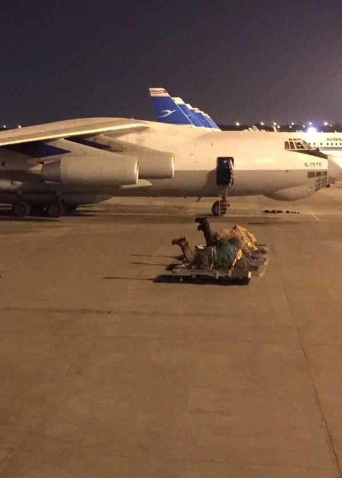 نقل ابل علي طائرة خاصة