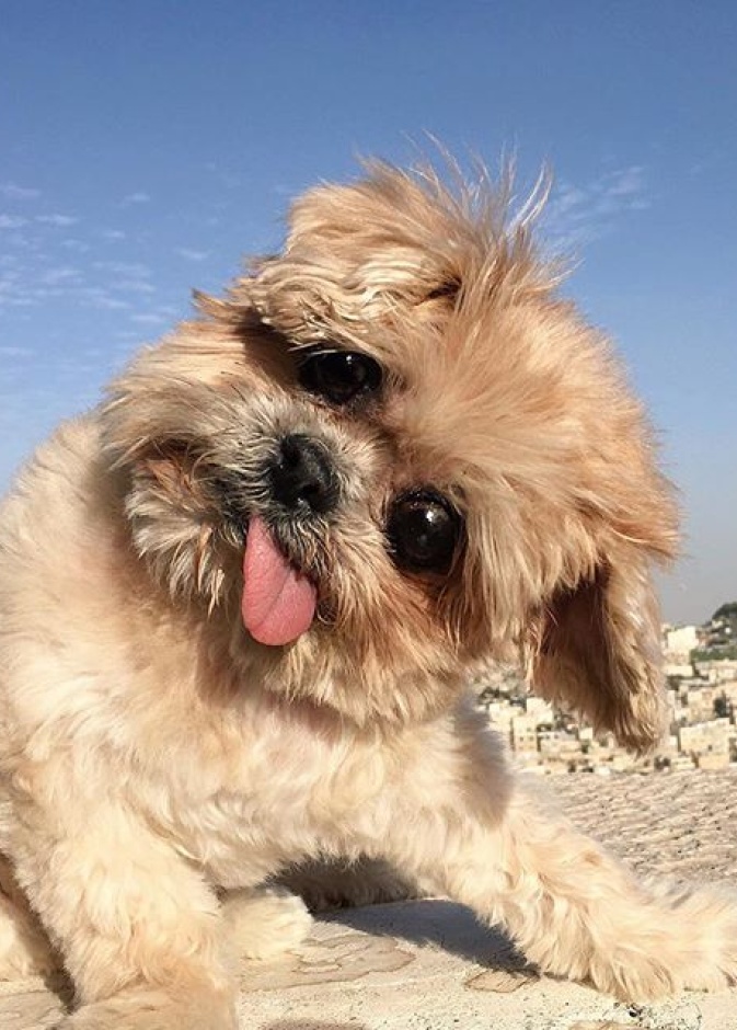 أظرف كلبة في الانستقرام marniethedog