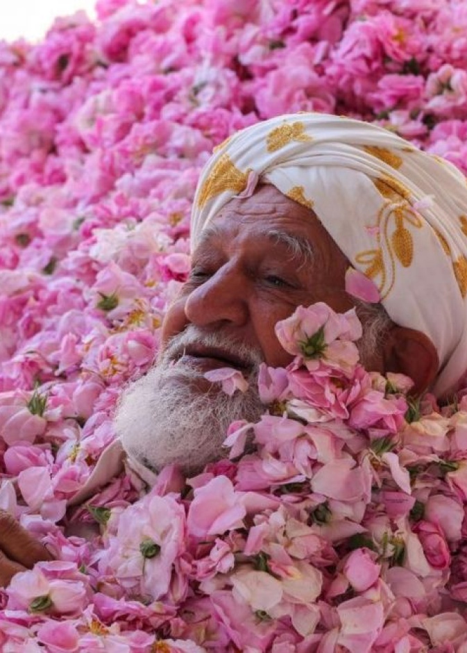مهرجان الورد الطائفي الدولي 2016