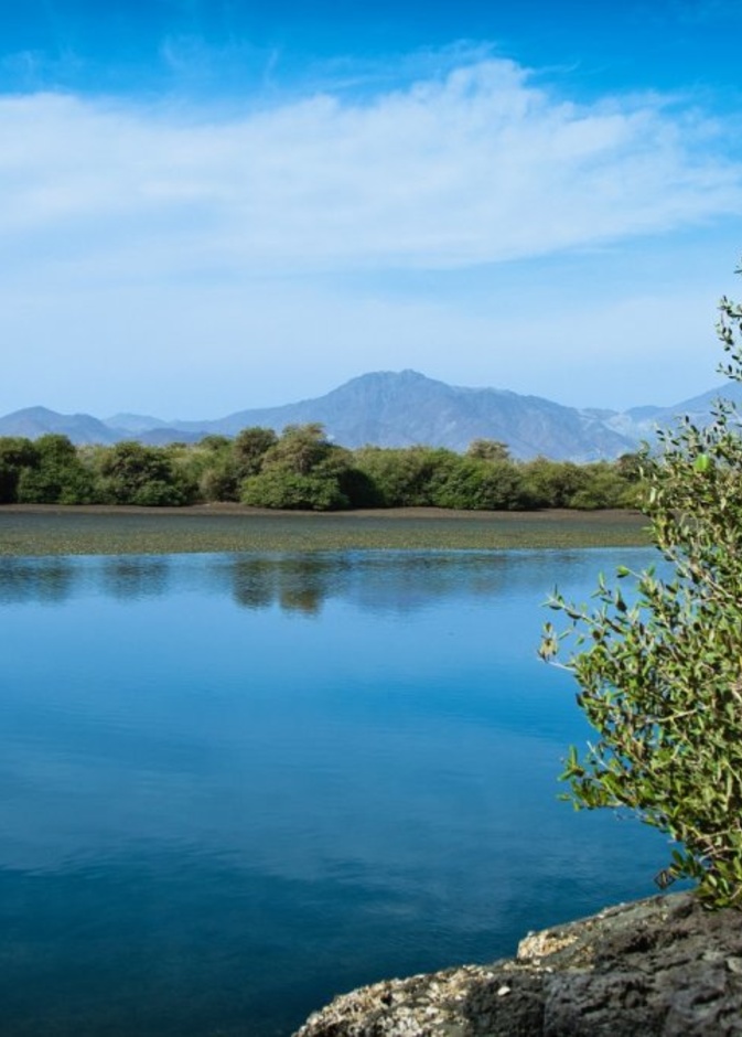 محمية أشجار القرم في مدينة كلباء ملاذ عشاق الطبيعة في الإمارات