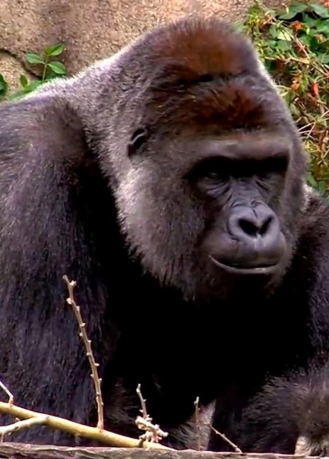 غضب عارم بعد قتل غوريلا نادرة لانقاذ حياة طفل