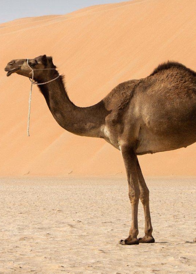 حليب الإبل ... مشروبٌ مغذٍ وإرثٌ خالد