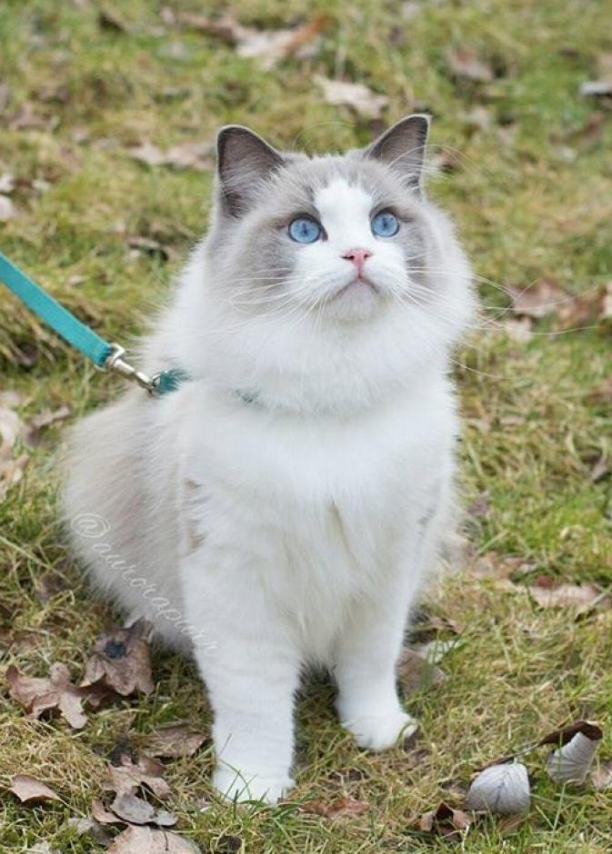 aurorapurr