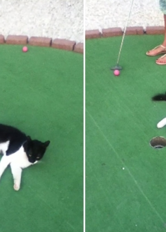 بالفيديو: قطة في ملعب غولف