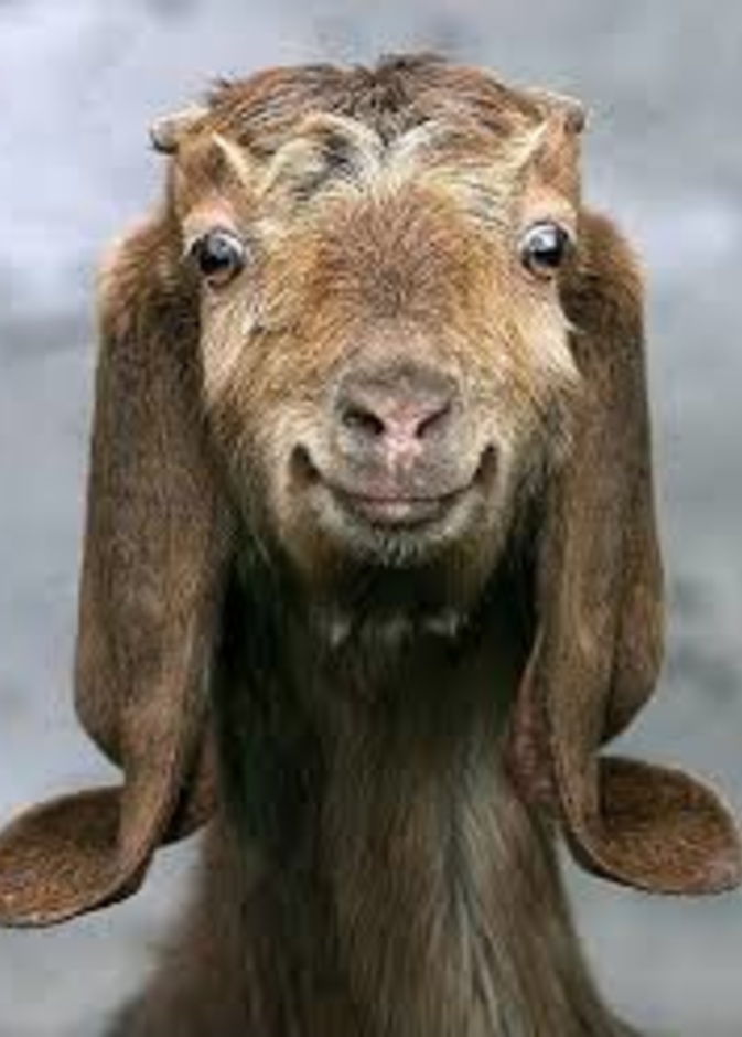 فيديو.. تيس يجول في مجمّع تجاري 