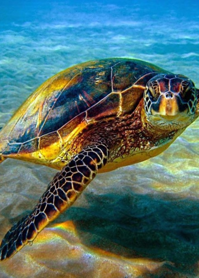 شعاب مرجانية خلابة في جزر المحيط الهادئ النائية