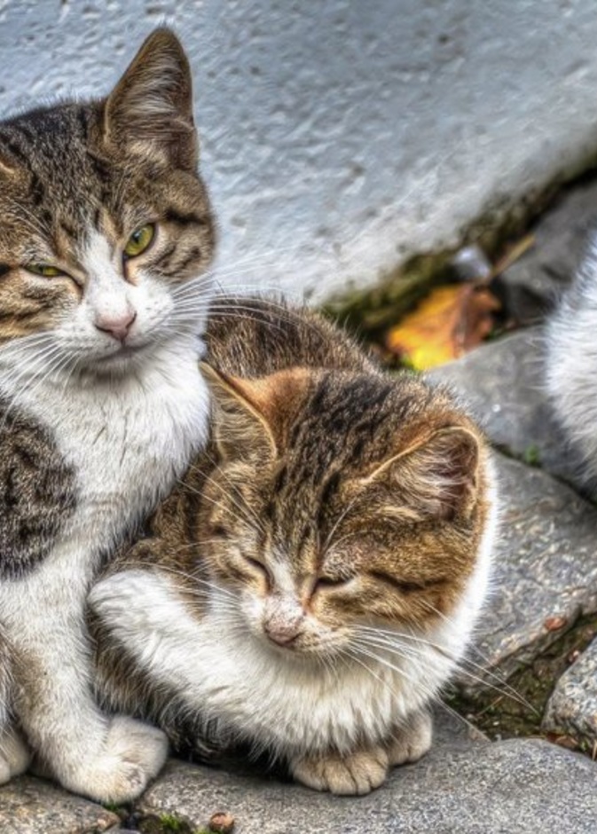 مقطع من فيديو قتل القطط 