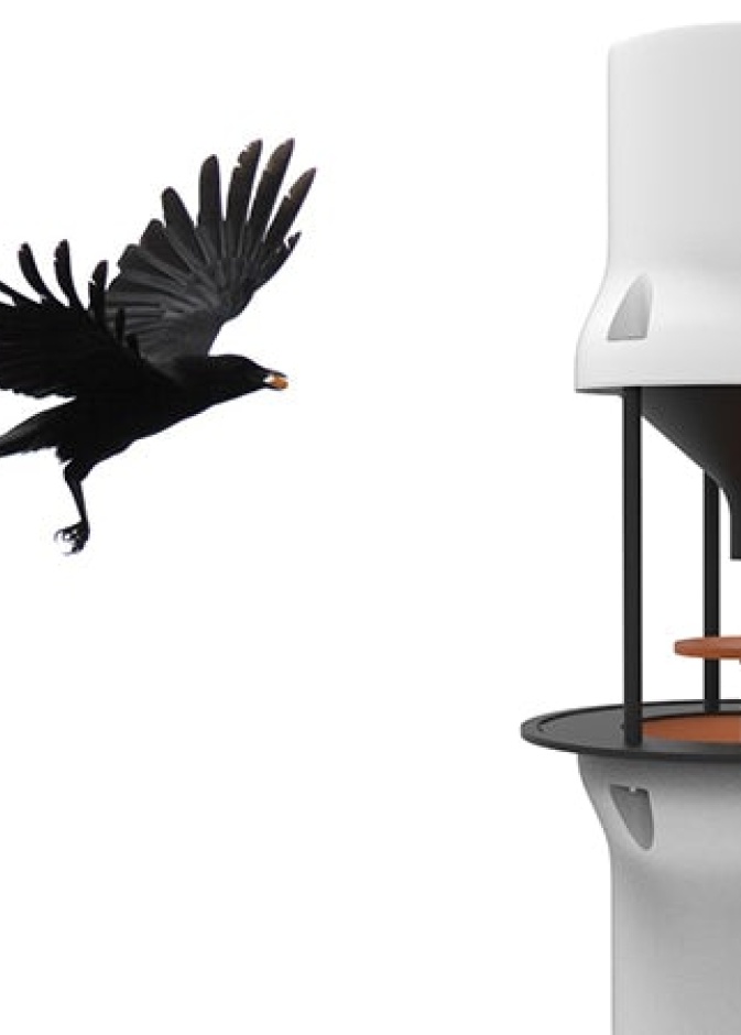 توظيف الغربان لتنظيف الشوارع في هولندا