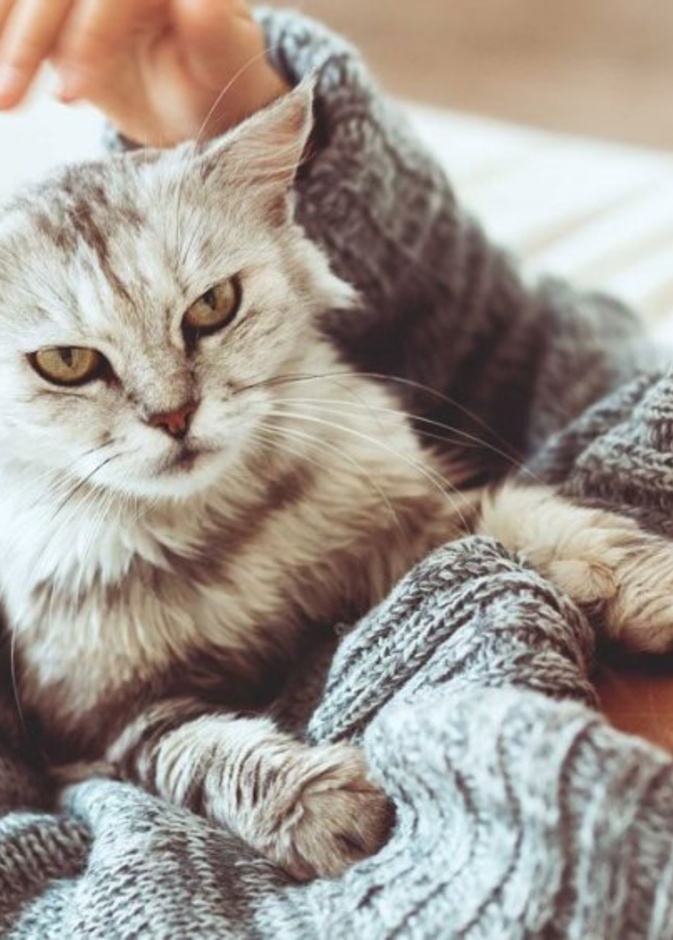 معلومات كثيرة ومتنوعة في حسابات الثقافة عن الحيوانات .