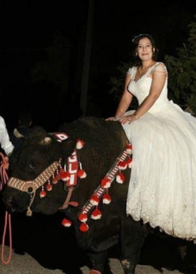 العروس على ظهر الثور