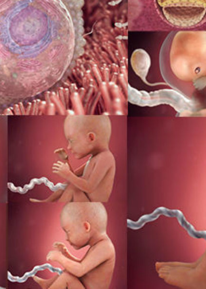 مراحل نمو الجنين اسبوعيا