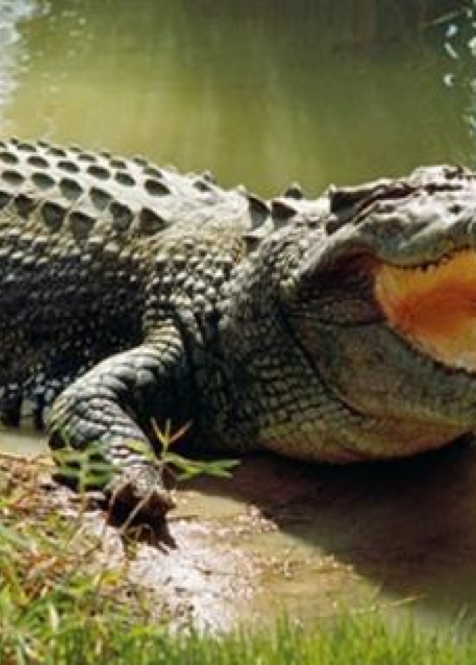 تمساح ضخم كان قريبا من الشاب لدى سقوطه في النهر