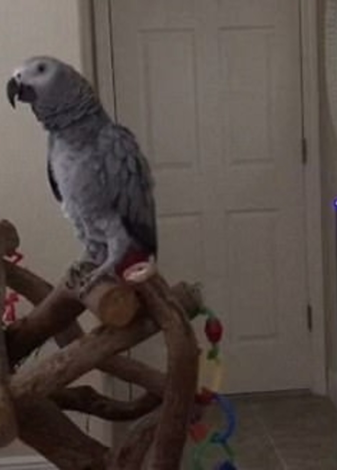 ببغاء يتبادل حديثا وديا مع جهاز إلكتروني