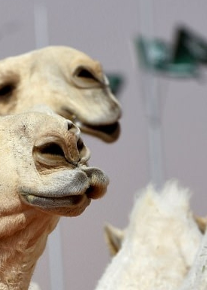 مهرجان الملك عبد العزيز للجمال