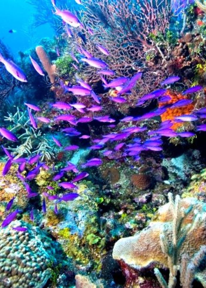 الحاجز المرجاني في بليز