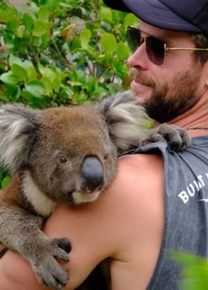 النجم كريس هيمسورث يحتضن كوالا ويدعو جمهوره لزيارة بلده استراليا!
