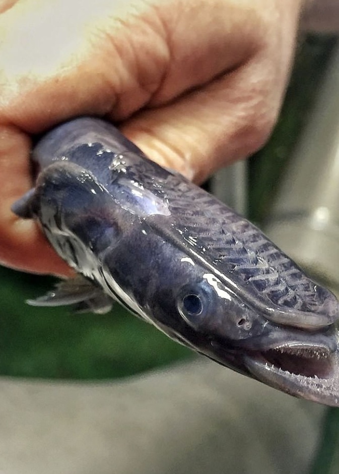 صائد روسي يصطاد مخلوقات غريبة من أعماق البحار