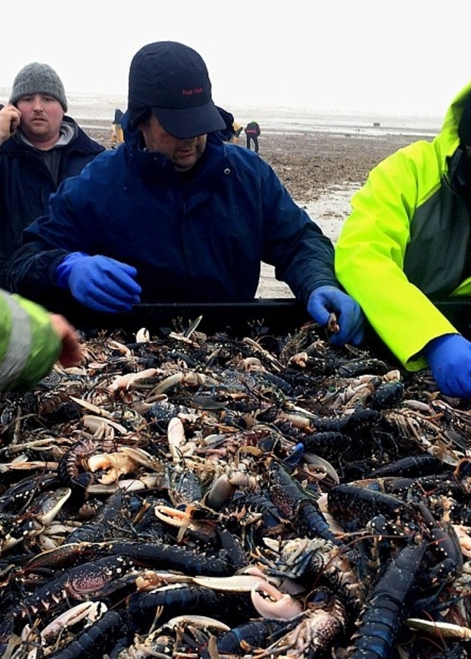  العاصفة إيما تلقي بملايين الكائنات البحرية على الشواطئ