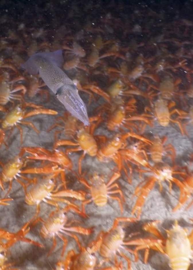 مئات من سرطان البحر في رحلة هجرة عبر المحيط