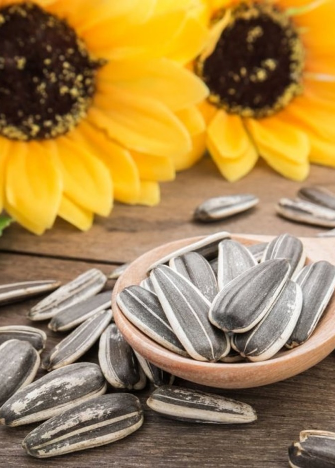 لا يوجد أدلة علمية قوية تؤكد قدرة اللب السوري على انقاص الوزن