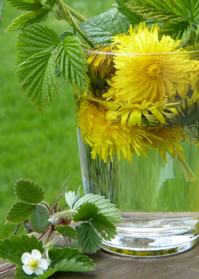 يخلص مشروب الهندباء والنعناع الجسم من السموم في رمضان