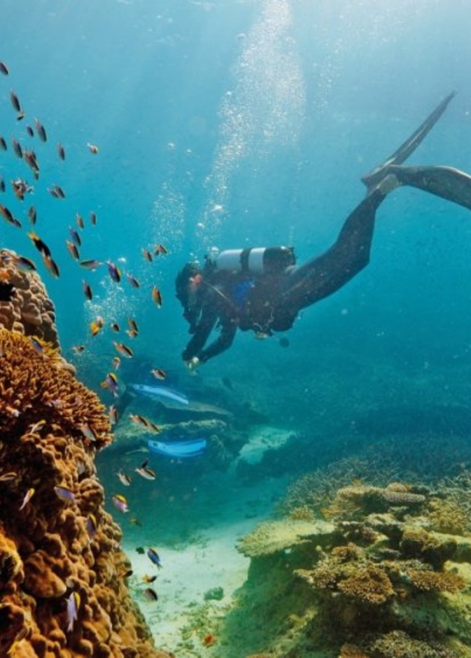 شعاب البحر الاجمر