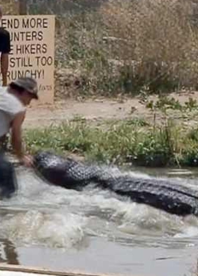  تمساح يهاجم عصا السيلفي