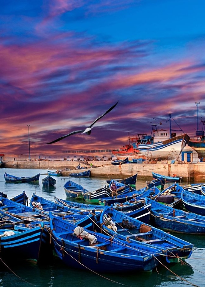 طيور الفلامينغو في الوليدية المغرب