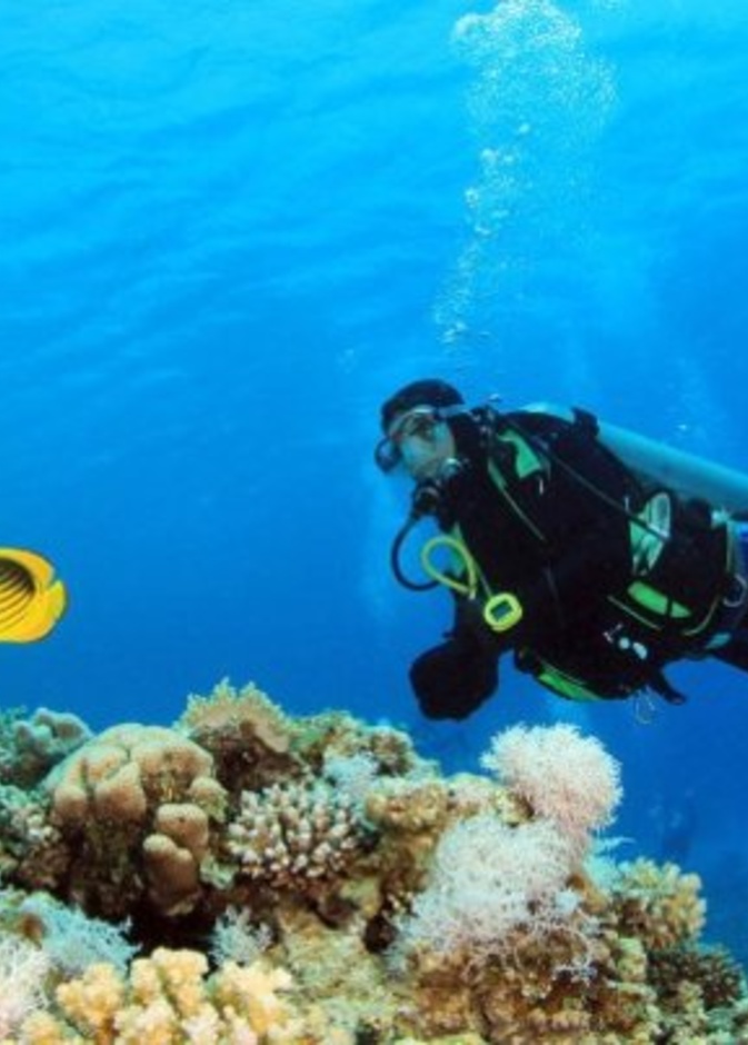 من الشعاب المرجانية بساحل البحر الأحمر