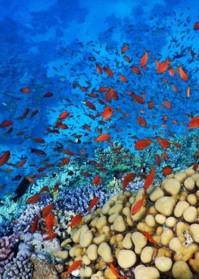 معبد فيلة في أسوان