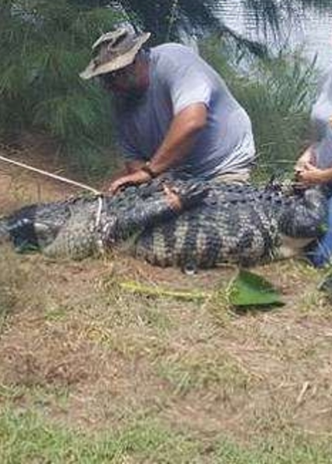 رؤية تماسيح ضخمة في حديقة سيلفر ليكس روتاري بارك