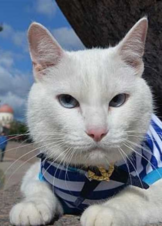 القط أخيل يتوقع فوز السعودية على روسيا